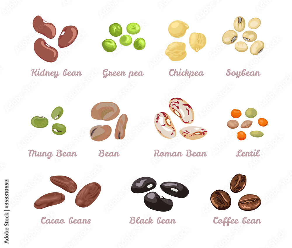 Beans and legumes set. Vector illustration of beans, green peas