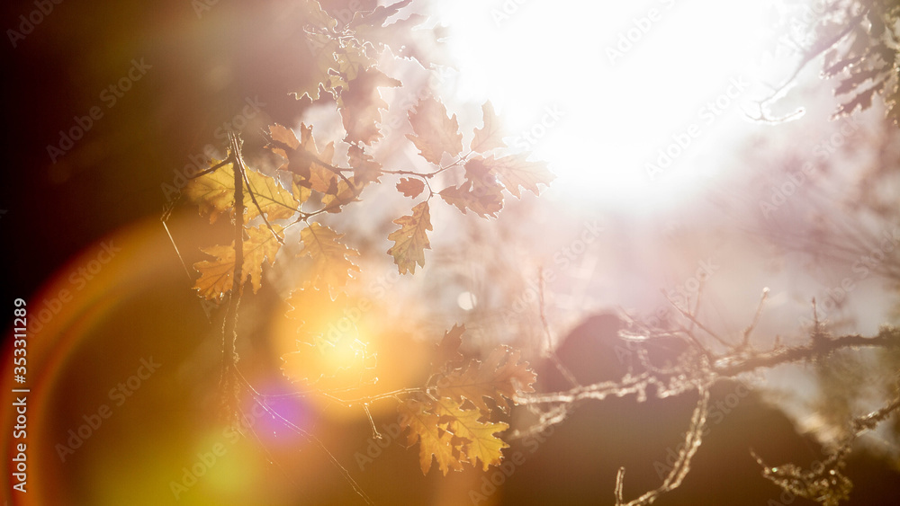 Flare