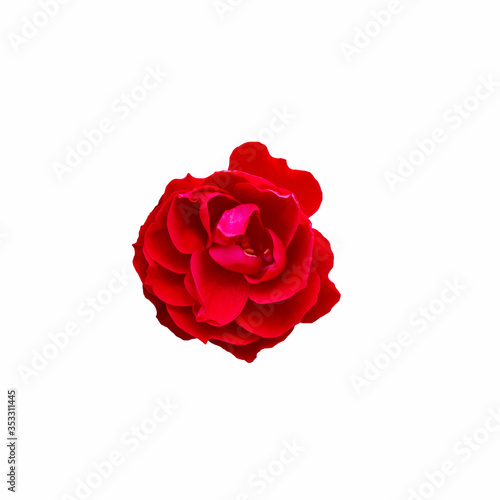 red rose bud isolated on white background