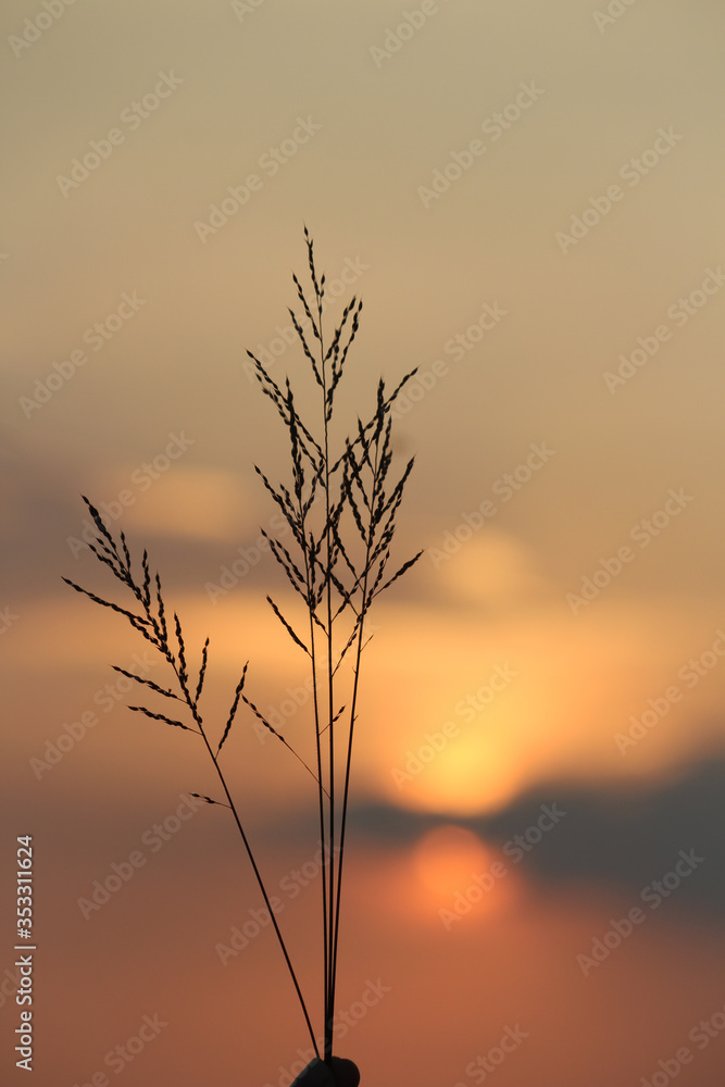 sunshine behind long grass during golden sunset, Kumaraparvatha mountain, subrahmanya, Karnataka sunshine behind long grass during golden sunset, Kumaraparvatha mountain, subrahmanya, Karnataka