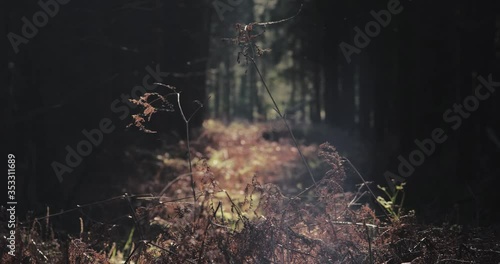 Thetford forest near Elveden during the summertime. photo