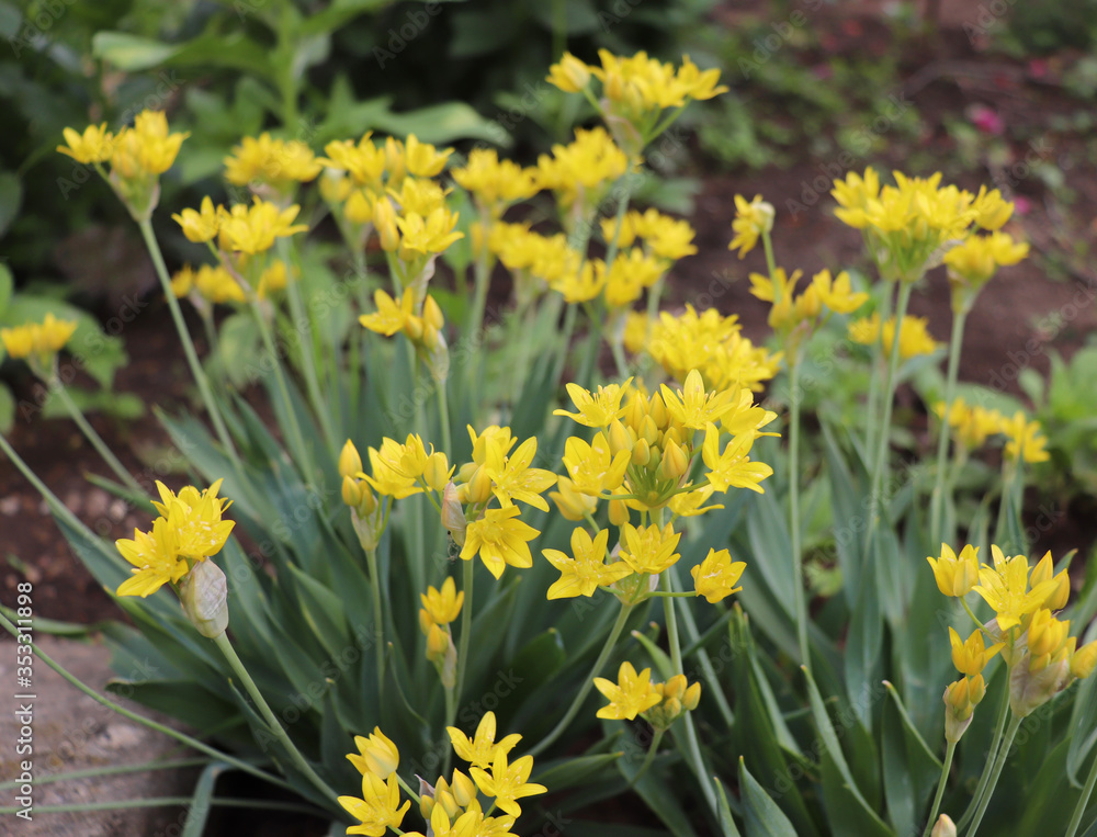 Allium moly, Golden Garlic, Lily Leek. Onion blooms yellow in the flower garden in summer. Nature concept.