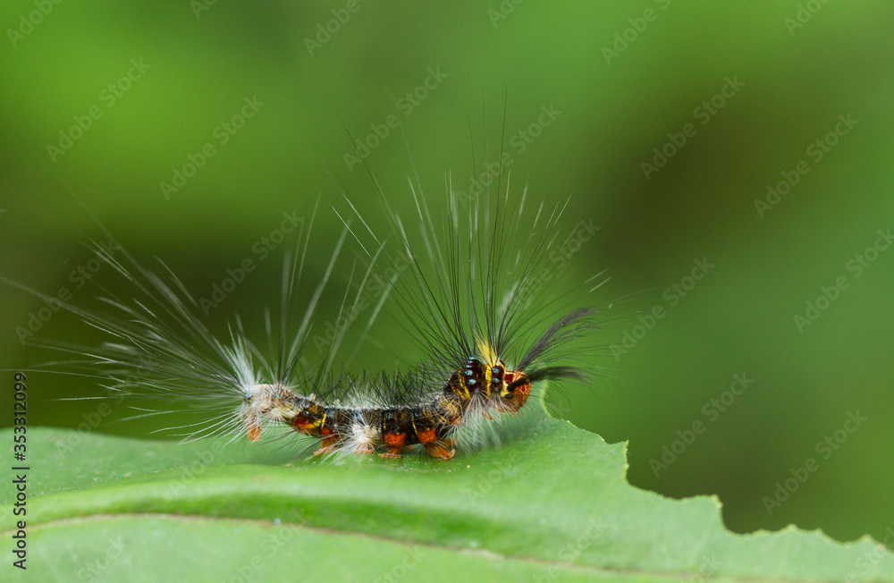 caterpillar on leaf caterpillar on leaf