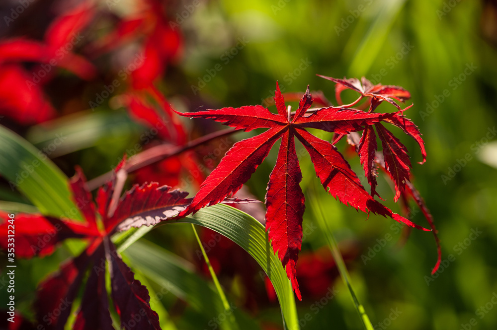 Roter Fächerahorn Acer palamtum 'Atropurpureum' rotes Blatt im Gegenlicht Roter Fächerahorn Acer palamtum 'Atropurpureum' rotes Blatt im Gegenlicht