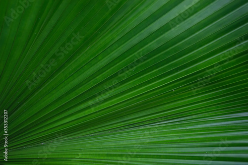 green palm leaf texture background © sarayutoat