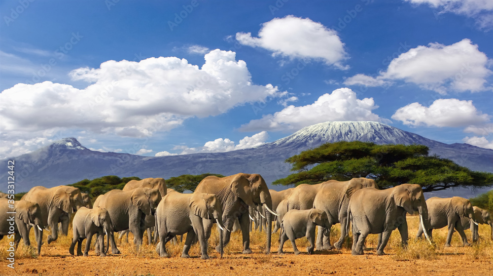 Fototapeta premium Mt Kilimanjaro Tanzania, large herd of elephants and snow capped mountain, taken on a safari trip in Kenya with cloudy blue sky. Africas highest point with largest land mammals savannah landscape.