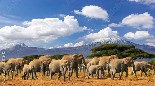 Fotografia Mt Kilimanjaro Tanzania, large herd of elephants and snow capped mountain, taken on a safari trip in Kenya with cloudy blue sky