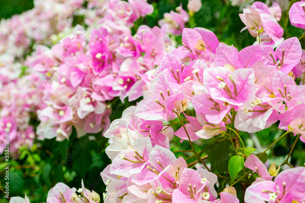 Obraz premium brown and white Bougainvillea in garden