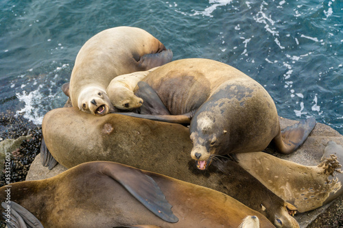 Pacific sea lions sitting on coastal rock jetty cuddling in a group on the rocks