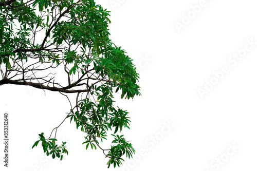 green leaves and branches isolate white background