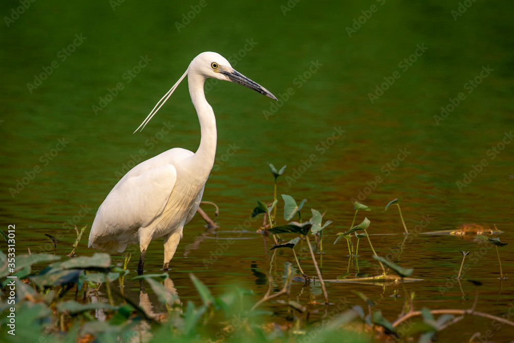 Fototapeta premium Image of little egret (Egretta garzetta) looking for food in the swamp on nature background. Bird. Animals.