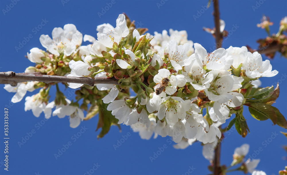 Bee collecting nectar on cherry flowers