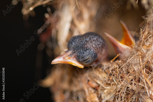 Image of baby birds are waiting for the mother to feed in the bird's nest on nature background. Bird. Animals.
