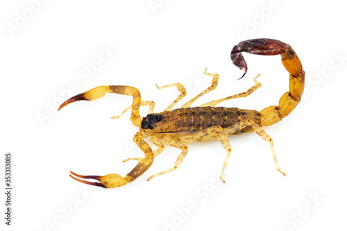 Image of brown scorpion isolated on white background. Insect. Animal.