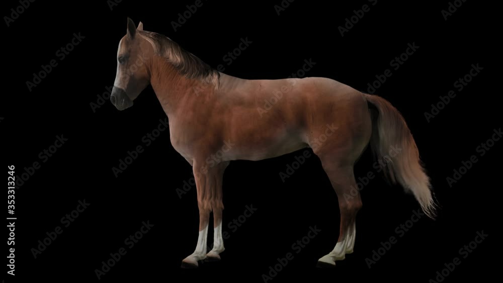 Chestnut horse standing realistic animation. Isolated animal video ...