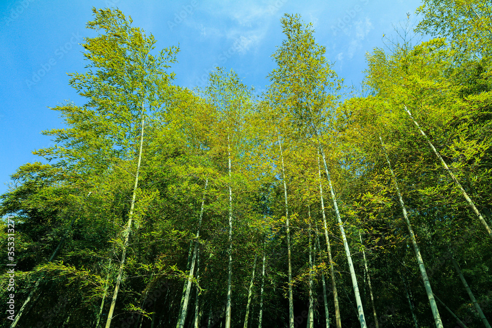 Obraz premium Las bambusowy 1