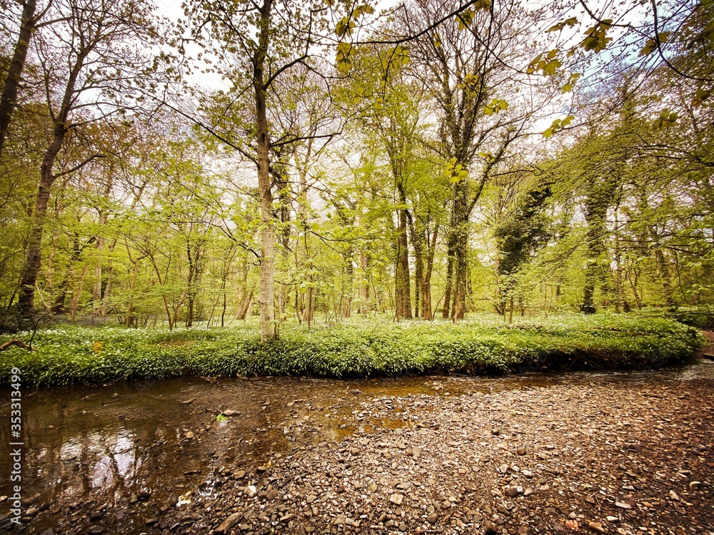 Fototapeta premium Mature trees in a rural British forest during golden hour. Scenic woodland trail along the banks of a small stream. Beauty in nature. Twisted trunks on riverbank 