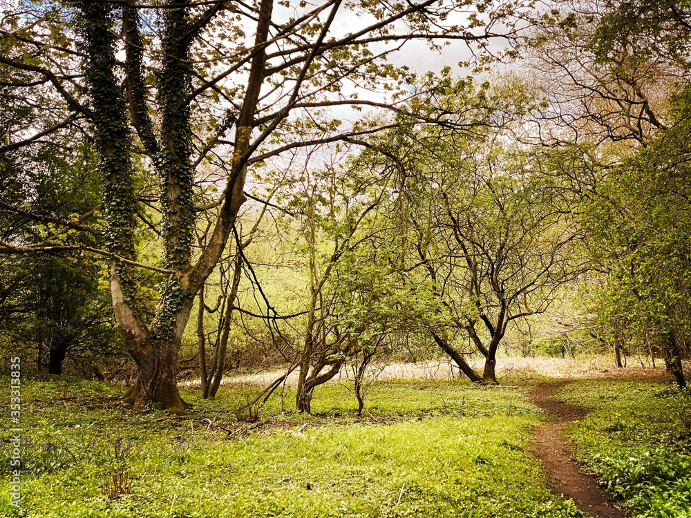 Obraz premium Mature trees in a rural British forest during golden hour with a warm glow. Natural treescape. Scenic woodland trail with path leading through trunks, wild garlic, bluebells and wildflowers.
