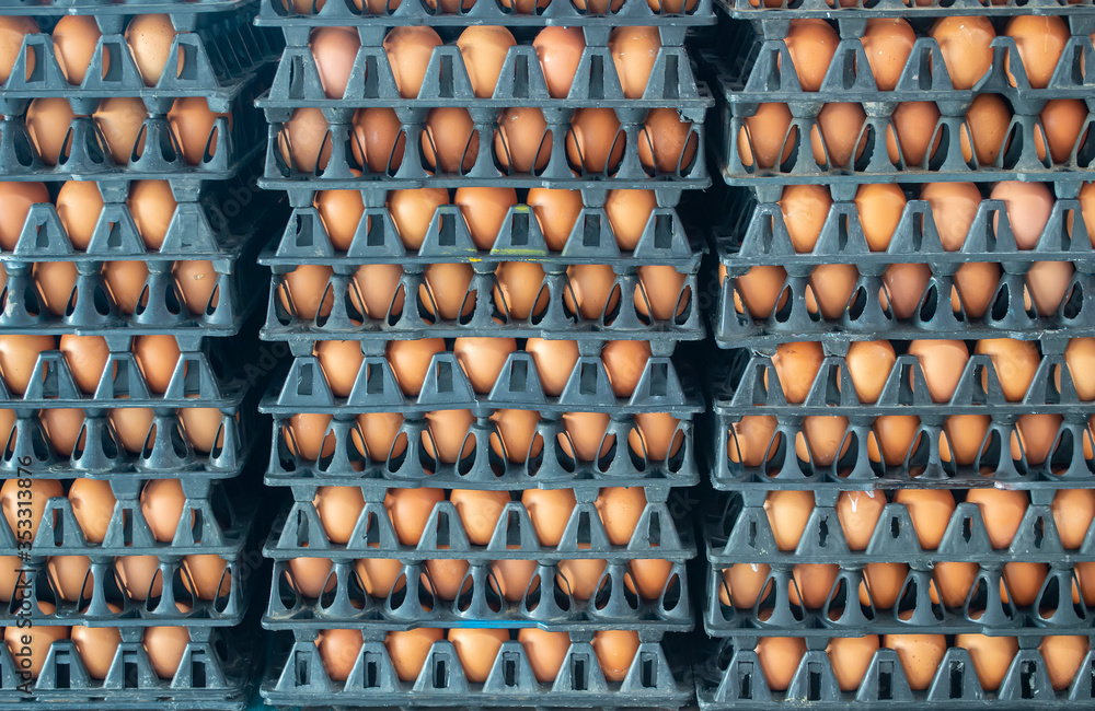 chicken eggs in Panel plastic