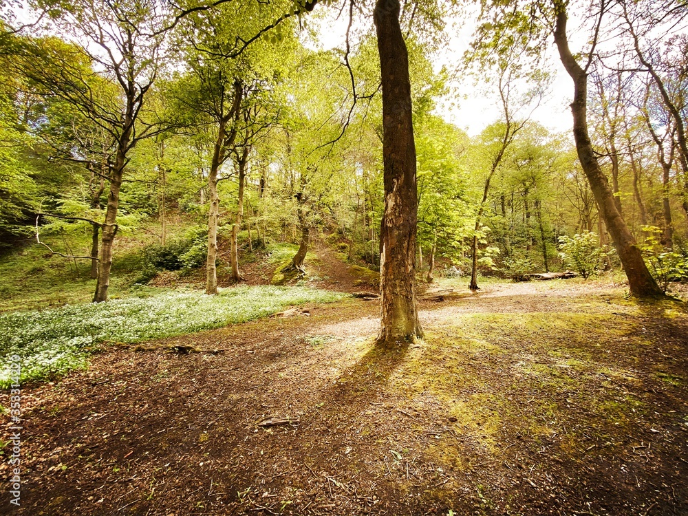 Naklejka premium Mature trees in a rural British forest during golden hour. Scenic woodland trail path lined with tall tree trunks in early spring. Concepts - Earth day, connection with nature and environment.