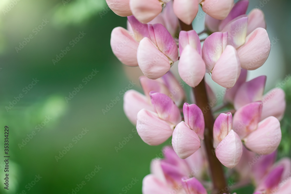 lupin flower on a blurred background. lupin flower on a blurred background.