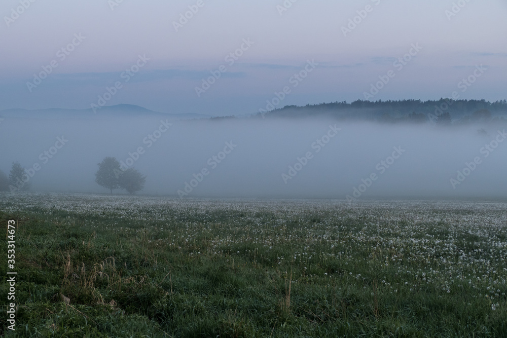 beautiful meadow with white dandelions in the foggy morning