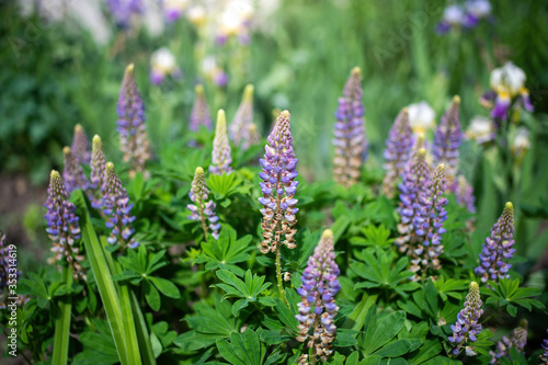 lupin flower on a blurred background.