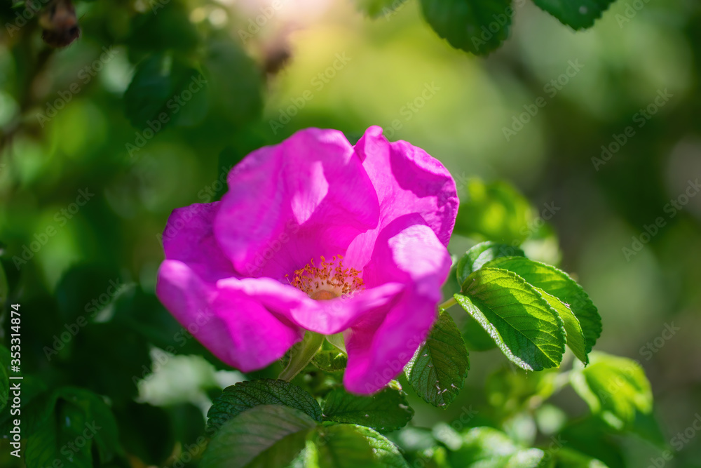 Blooming pink wild rose spring day Blooming pink wild rose spring day