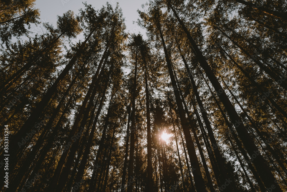 Wald Wald