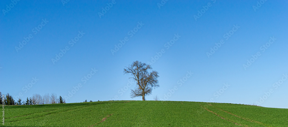 Fototapeta premium Panorama. Baum vor blauen Himmel und grünen Gras im Vordergrund. Birnbaum ohne Blätter steht am Horizont im Frühjahr. Wallpaper Ultra Wide.