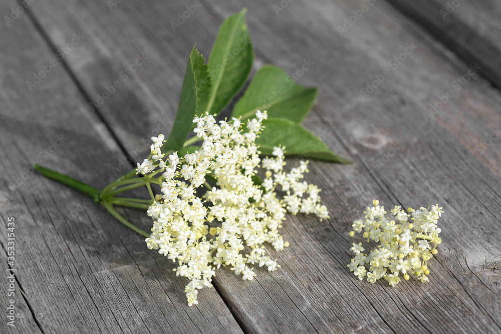 Bloom and leaves of elderflower on a wooden table. Sambucus nigra. Bloom and leaves of elderflower on a wooden table. Sambucus nigra.