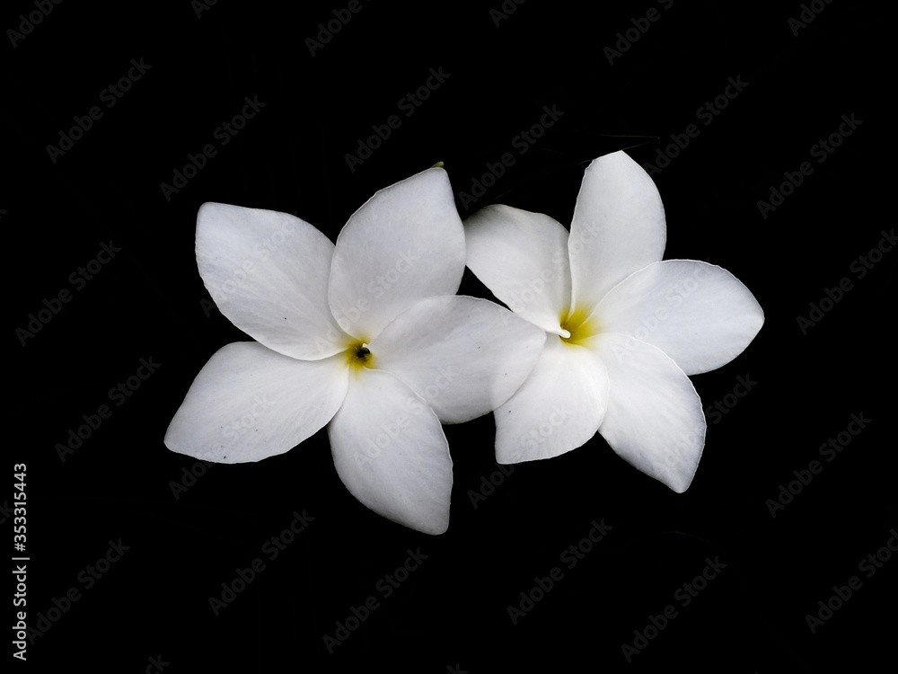 White flower isolated on black background. Beautiful Frangipani flowers. White flower isolated on black background. Beautiful Frangipani flowers.