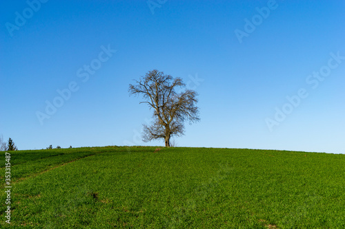 Baum vor blauen Himmel und grünen Gras im Vordergrund. Birnbaum ohne Blätter steht am Horizont im Frühjahr. Wallpaper UHD 4k.