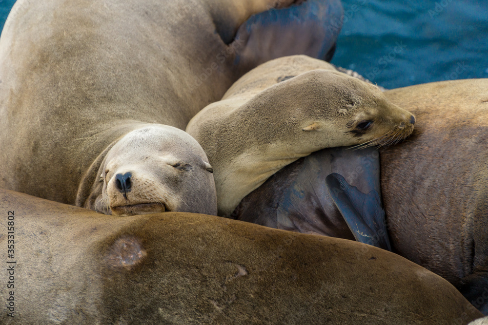 Pacific sea lions sitting on coastal rock jetty cuddling in a group on the rocks Pacific sea lions sitting on coastal rock jetty cuddling in a group on the rocks
