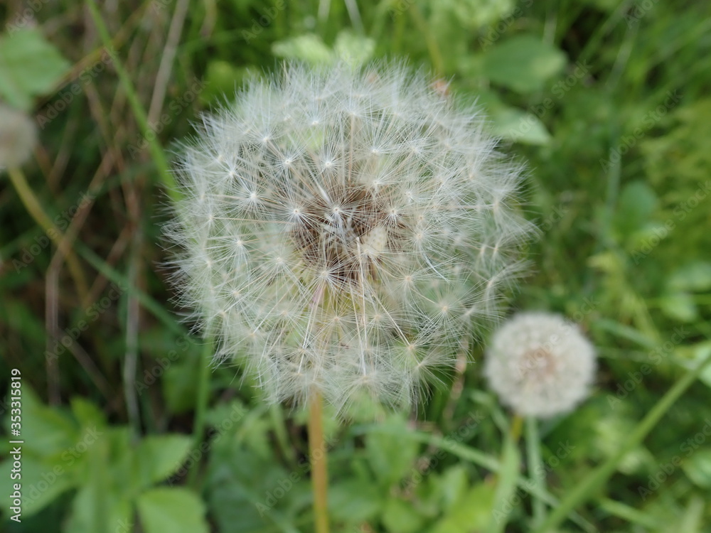 white dandelion with seeds in the grass