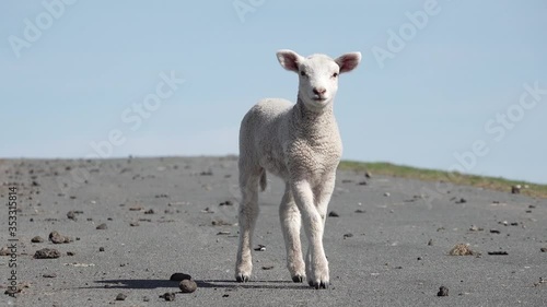 sheep lamb standing on the way and looking