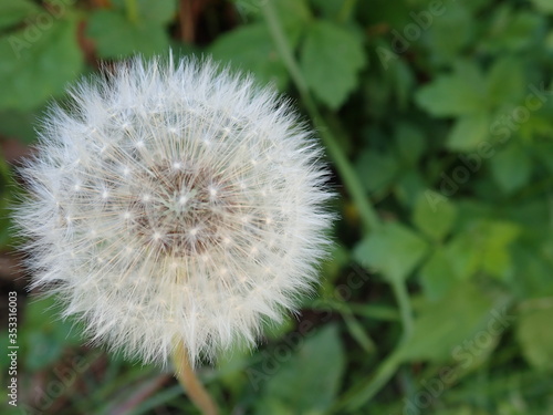white dandelion with seeds in the grass