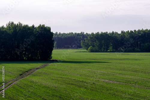 agricultural green field and blue sky with clouds 