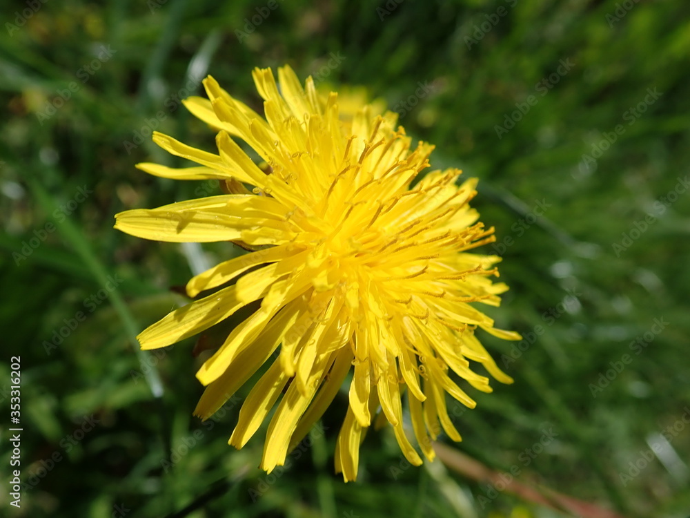 yellow dandelion blooming in the grass yellow dandelion blooming in the grass