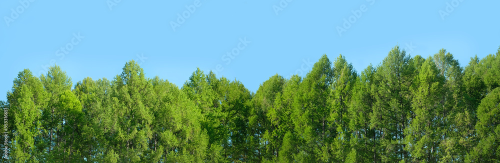 Green forest and blue sky. beautiful spring summer landscape. copy space. template for design. wide banner format Green forest and blue sky. beautiful spring summer landscape. copy space. template for design. wide banner format