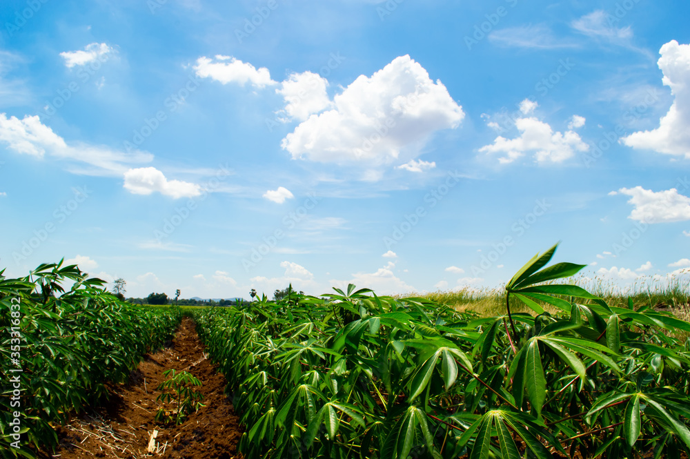 Planting cassava on the hill with blue sky Planting cassava on the hill with blue sky