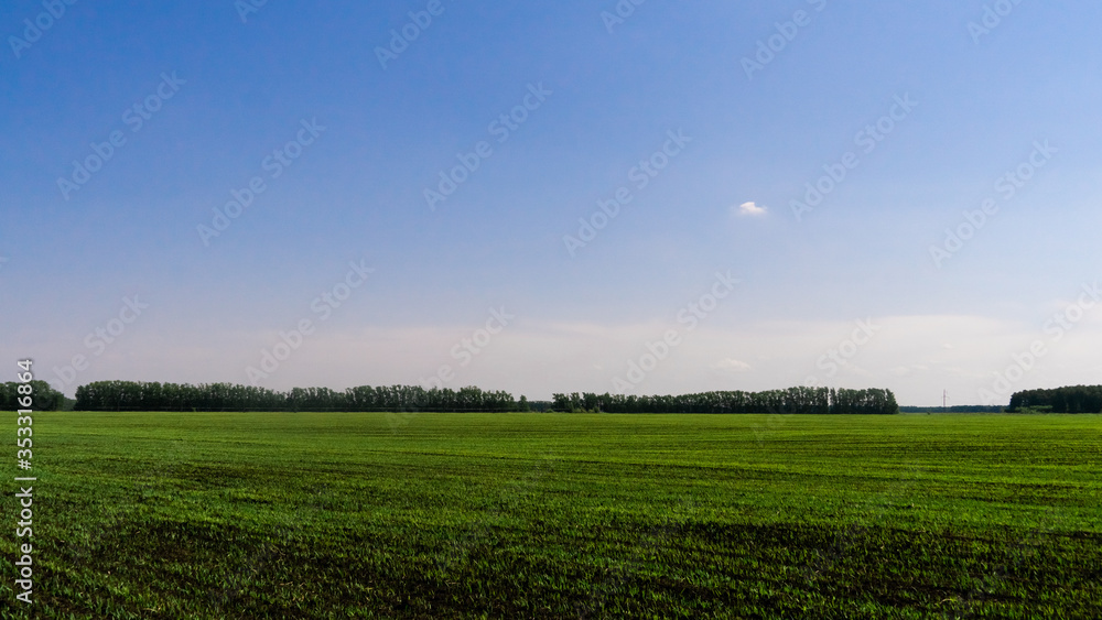 Fototapeta premium green field with blue sky