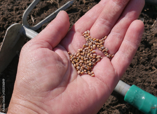 Radish seeds in a female hand on the background of cultivated soil and garden tool. Planting radishes. Close-up. Top view.