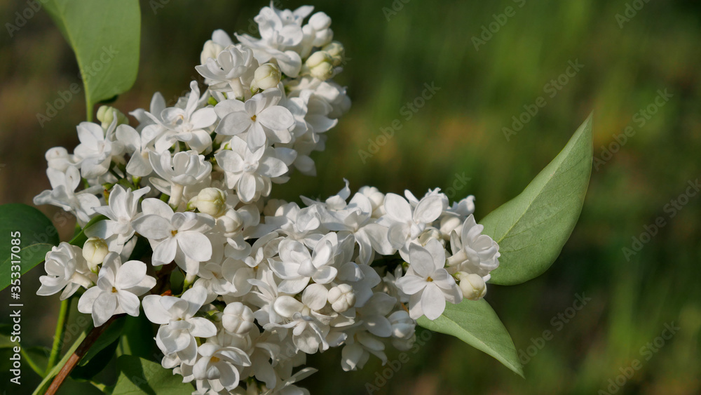 Flowering branch of white lilac closeup on a blurry light green background. Flowering branch of white lilac closeup on a blurry light green background.