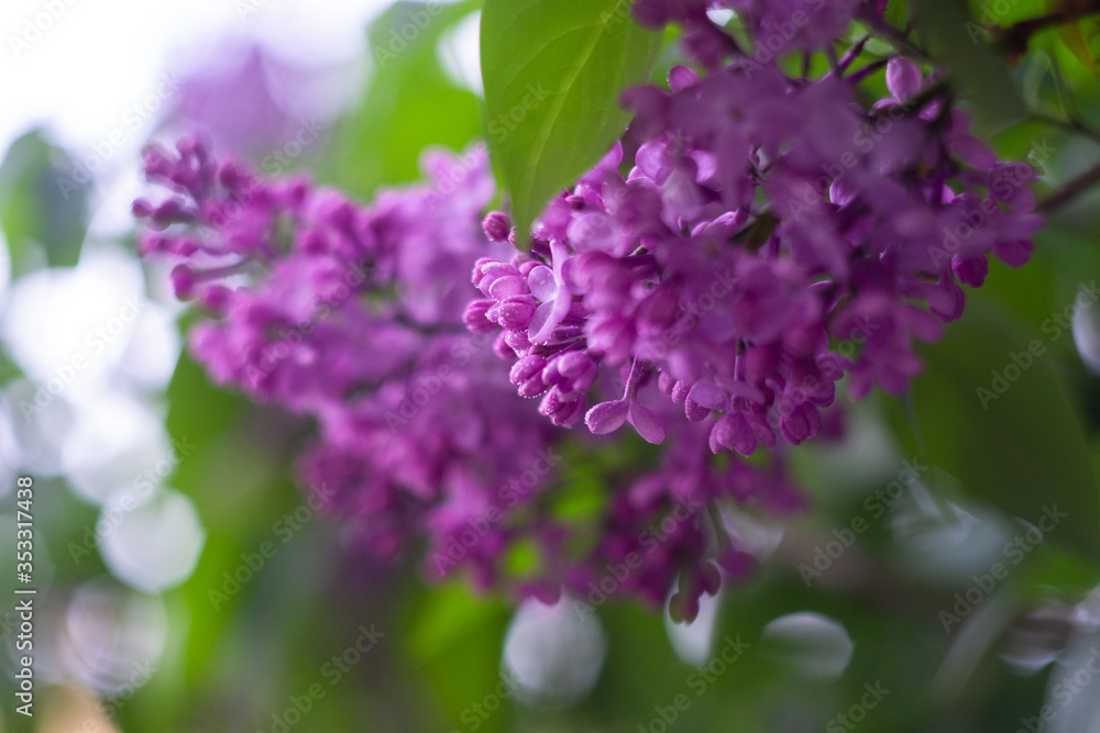 purple lilac flowers purple lilac flowers