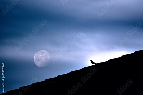 Un mirlo observa la luna desde un tejado