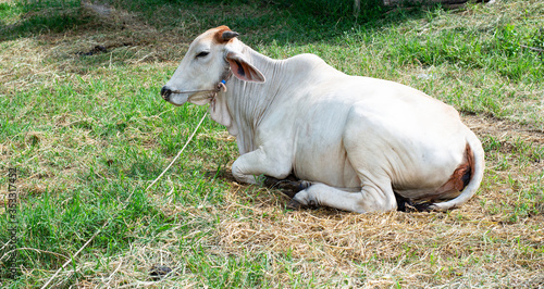 A cow lying on the grass © sarayutoat