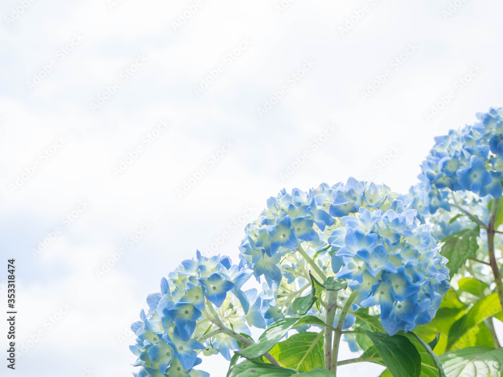 淡い青やピンクに色づき始めた紫陽花 淡い青やピンクに色づき始めた紫陽花