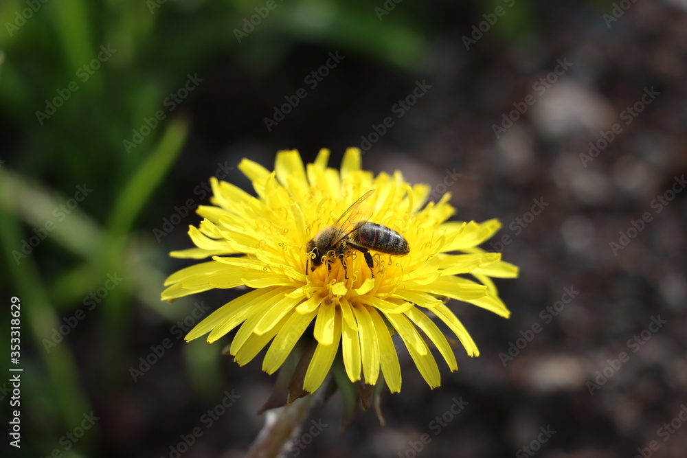 Honeybee on the dandelion flower, Selective focus. Honeybee on the dandelion flower, Selective focus.