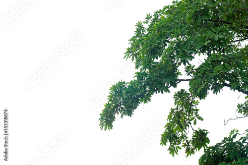 green leaves and branches isolate white background